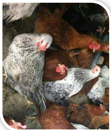 فروش خروس زنده بومی – محلی - مرغ تخم گذار